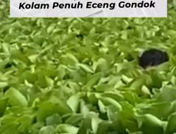 Apes! Jambret Sembunyi di Eceng Gondok Karawang Akhirnya Tertangkap
