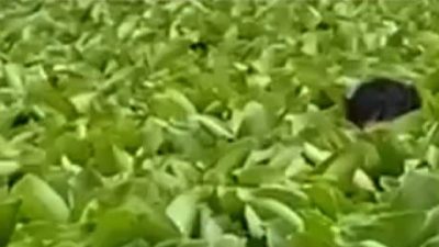 Suasana kolam eceng gondok tempat persembunyian pelaku jambret di Rengasdengklok Karawang.