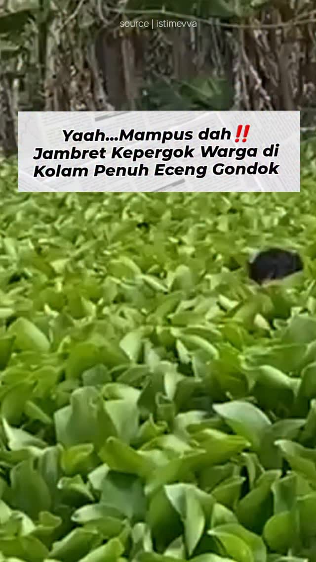 Suasana kolam eceng gondok tempat persembunyian pelaku jambret di Rengasdengklok Karawang.