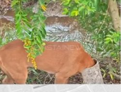 Aksi Heroik Warga Evakuasi Anjing yang Kepalanya Tersangkut Paralon Bekas