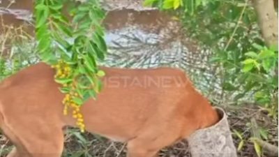 Anjing tersangkut paralon