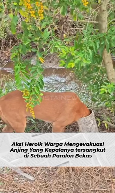 Anjing tersangkut paralon